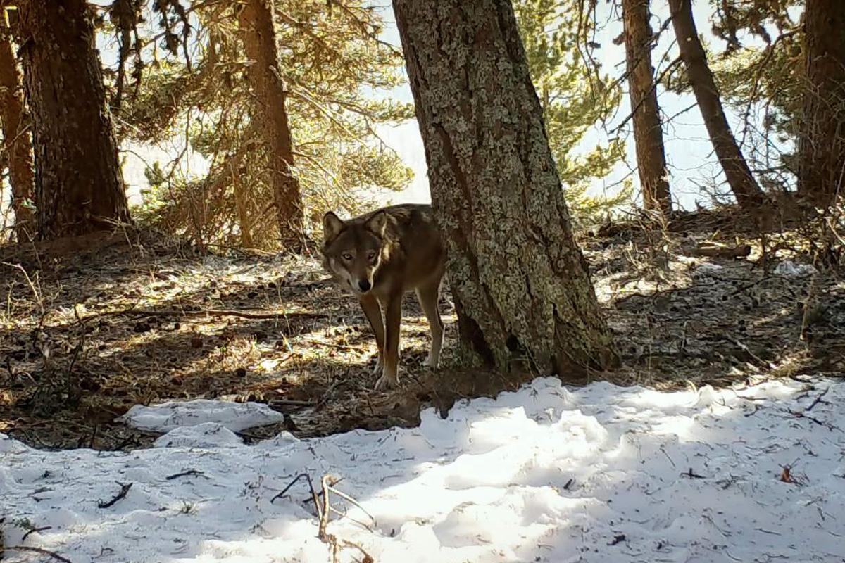 Marche avec les loups : le retour des prédateurs sauvages