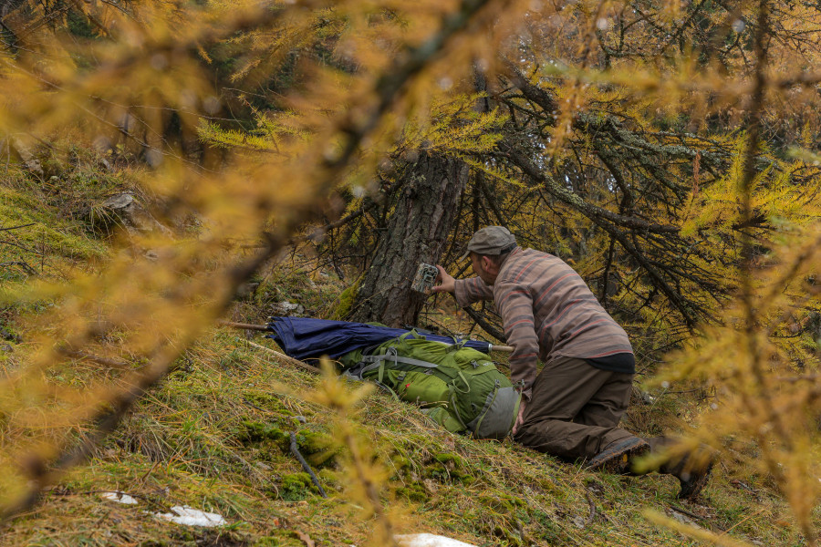 Marche avec les loups : le retour des prédateurs sauvages