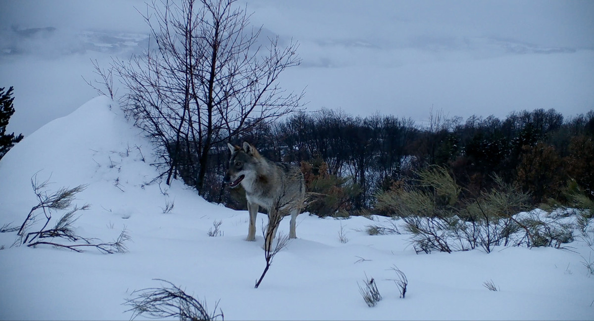 Marche avec les loups : le retour des prédateurs sauvages