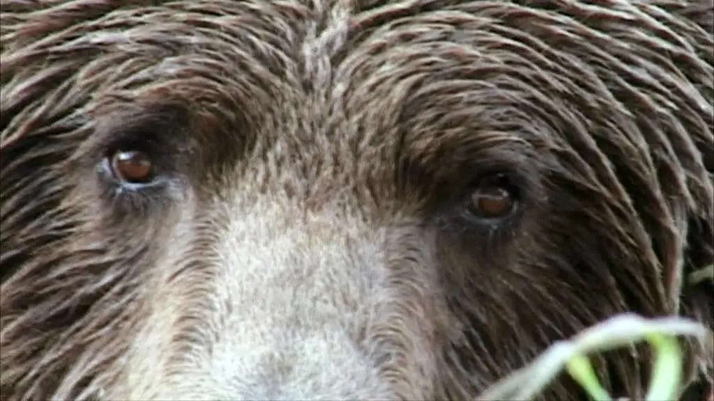 Grizzly Man : l’homme qui vivait parmi les ours